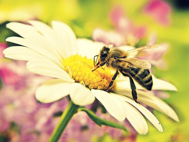 Honey Bee Cross Process